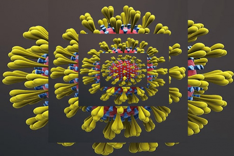 Coronavirus structure.