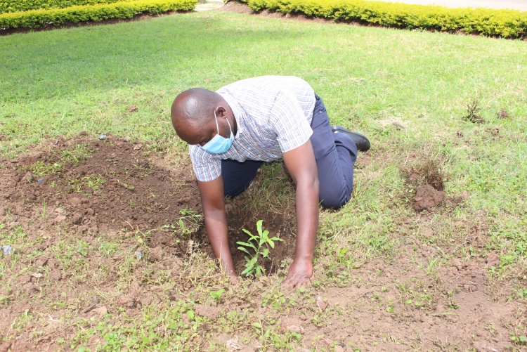 Staff takes part in tree planting at the CHS grounds.