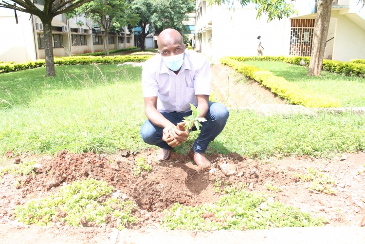 Staff takes part in tree planting at the CHS grounds.
