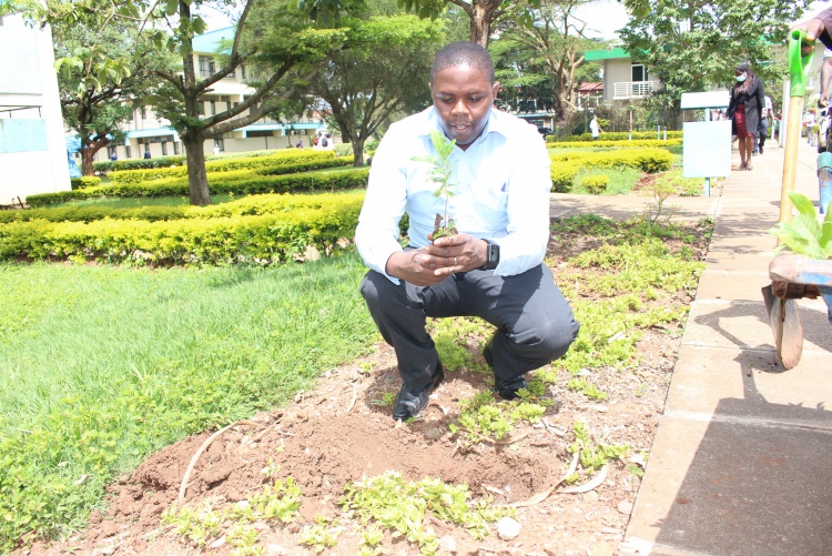 Staff takes part in tree planting at the CHS grounds.