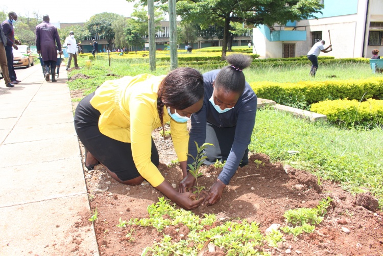 Staff take part in tree planting at the CHS grounds.
