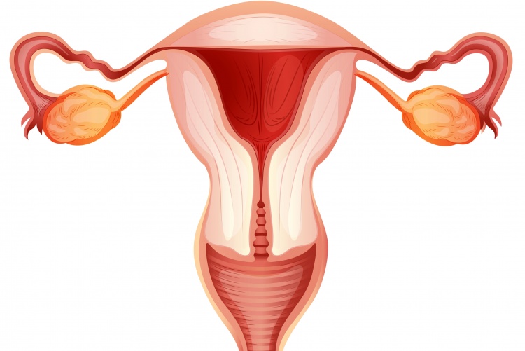 Vagina illustration.