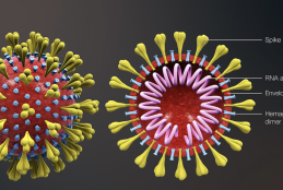 COVID-19 structure.