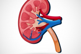 Kidney.