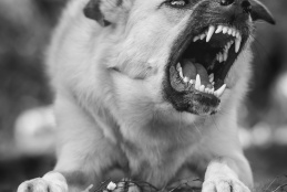 Snapshot of a rabid dog